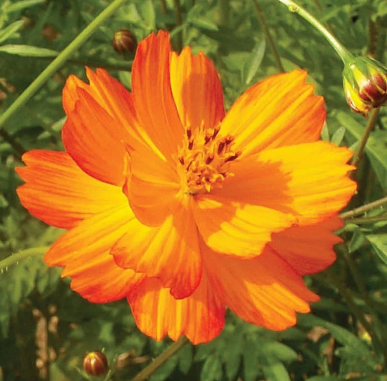 Cosmea bipinnatus - 'Bright Lights'