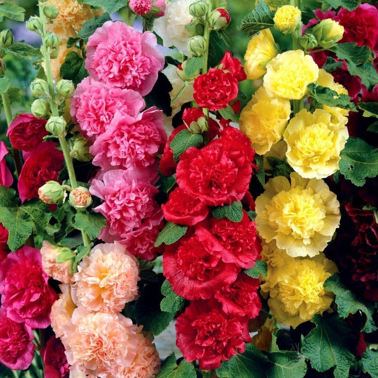 Alcea rosea - 'Chaters Double Mix'