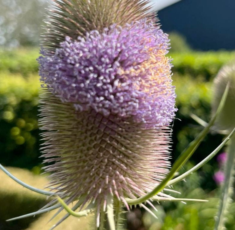 Dipsacus fullonum (Grote Kaardenbol)