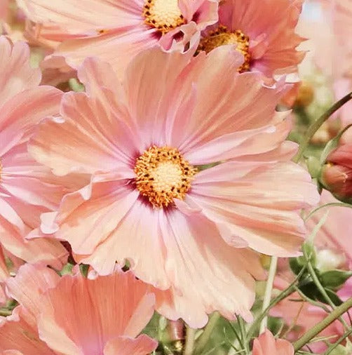 Cosmea bipinnatus - 'Apricotta'