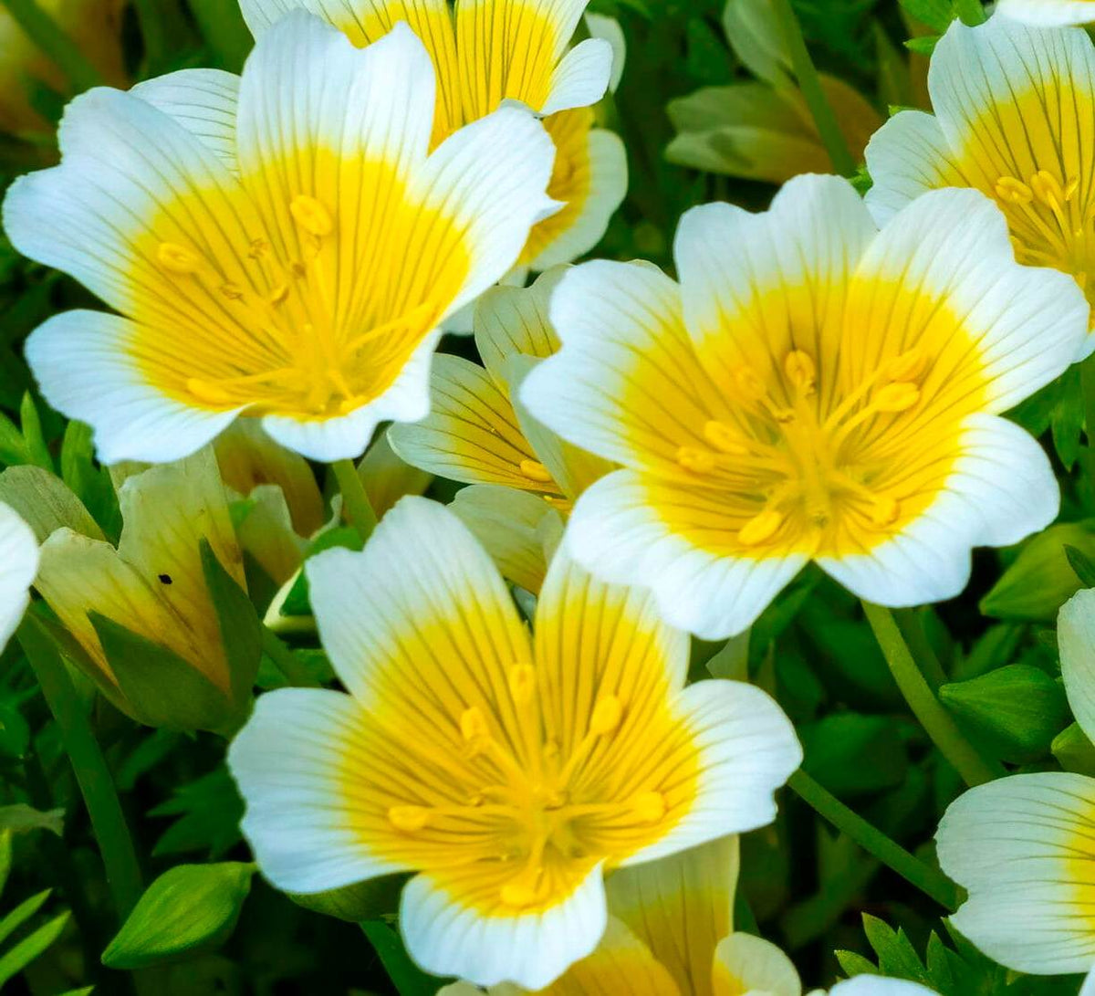 Limnanthes douglasii