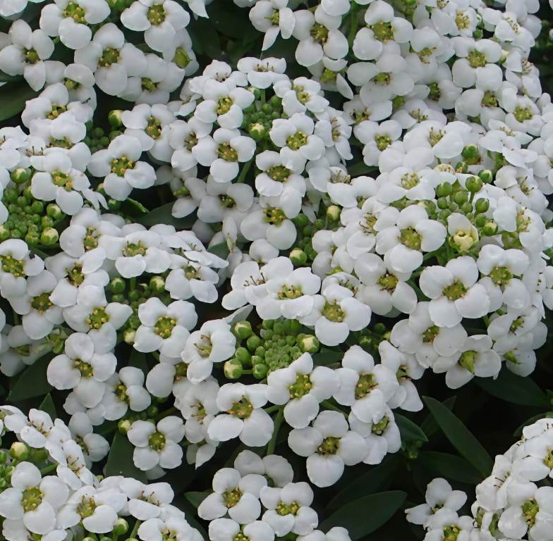 Lobularia maritima benthamii ‘White’