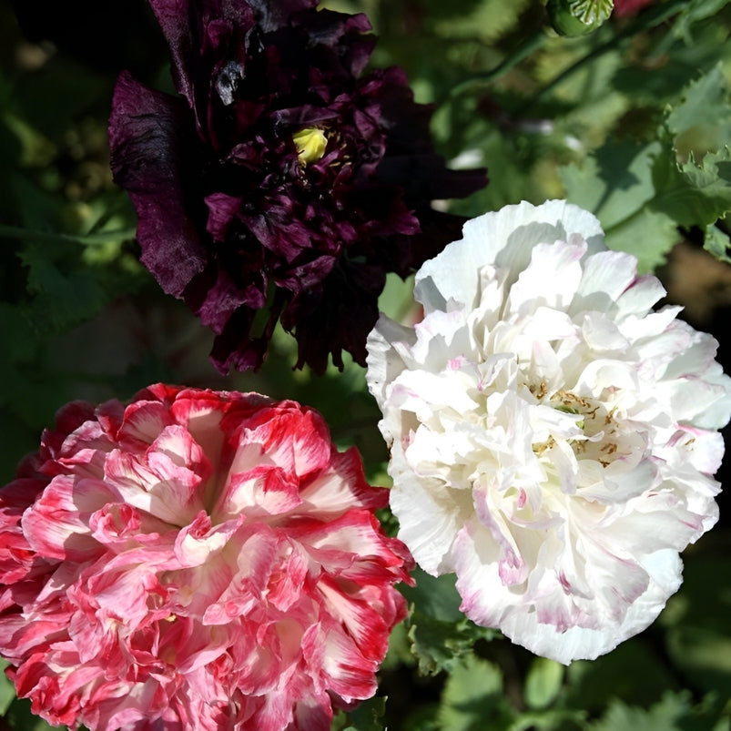 Papaver - 'Paeoniflorum Antique Shades'