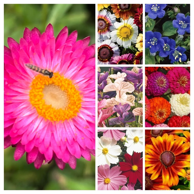 Pakket Zomerbloeiers In Uw Kleur