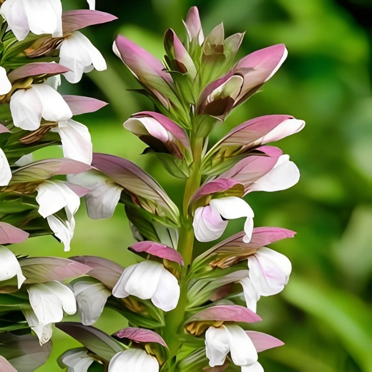 Acanthus mollis