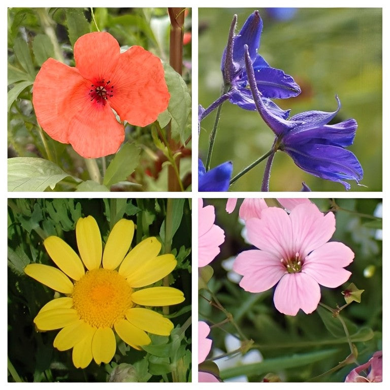 Akkerbloemenmengsel Meerjarig