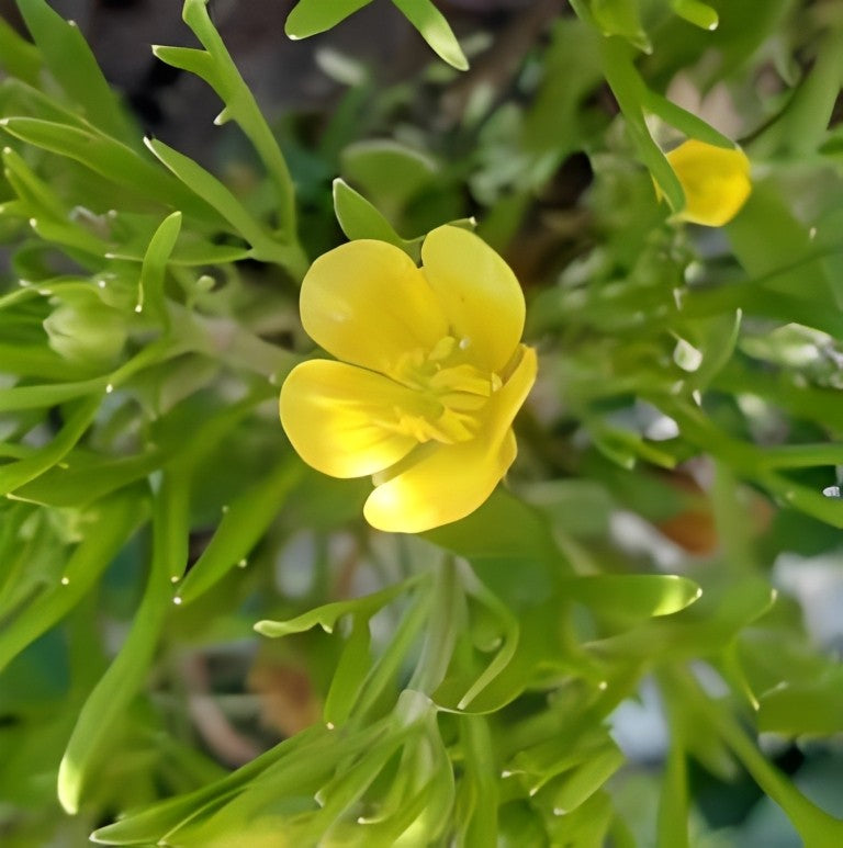 Akkerboterbloem (Ranunculus arvensis)