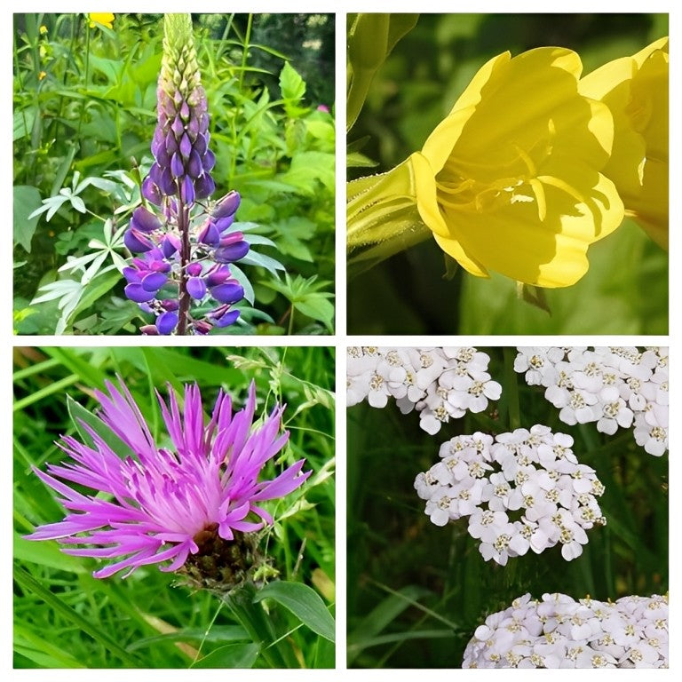 Akkerrandmengsel Meerjarig