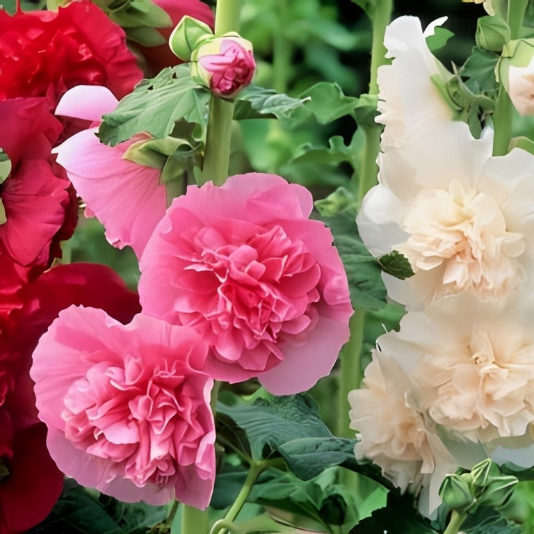 Alcea rosea - 'Majorette Mix'