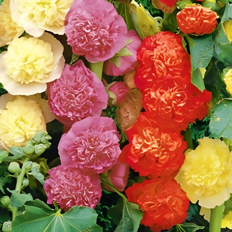 Alcea rosea - 'Summer Carnival Mix'