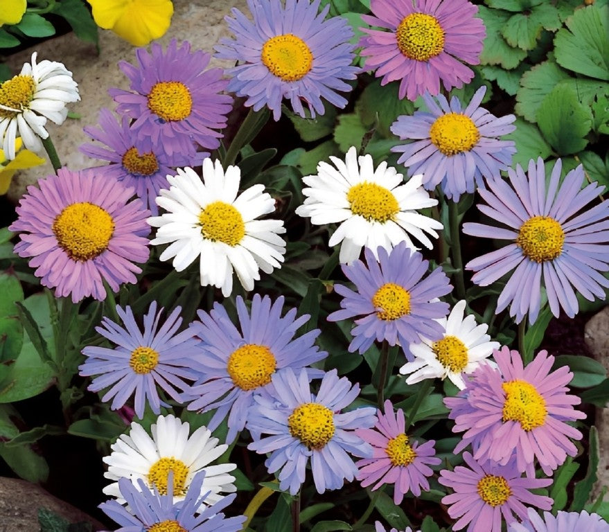 Alpenaster 'Mix'
