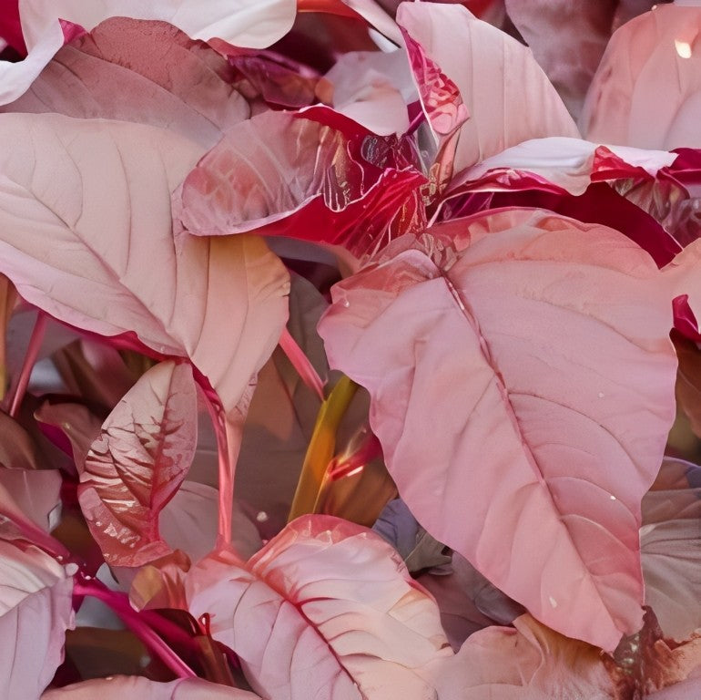Amaranthus blitum - 'Roodbladig'