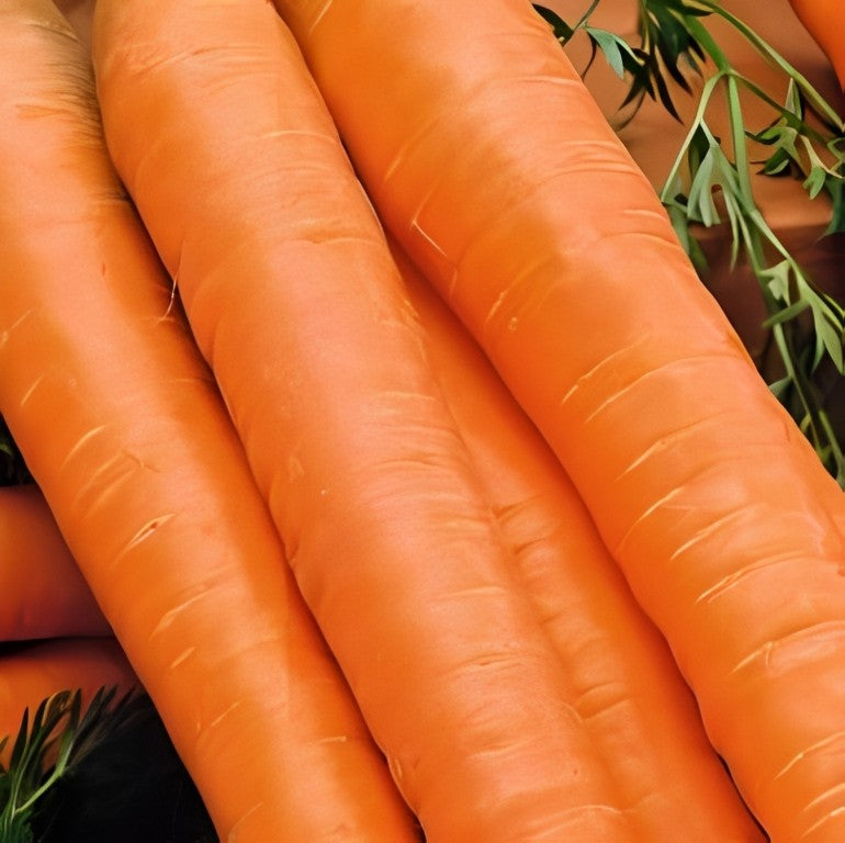 Zomerwortel - 'Amsterdamse Bak 2'