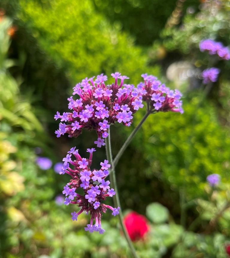 Argentijnse IJzerhard