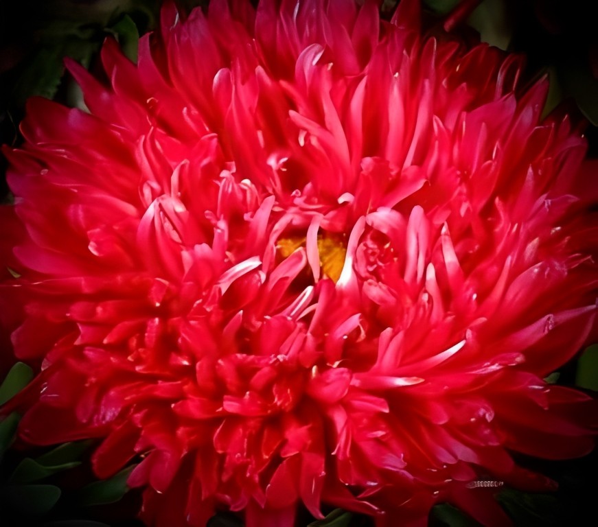 Callistephus chinensis (Zomeraster) - 'Tall Bouquet Scarlet'