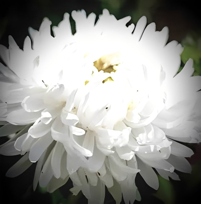 Callistephus chinensis (Zomeraster) - 'Tall Bouquet White'