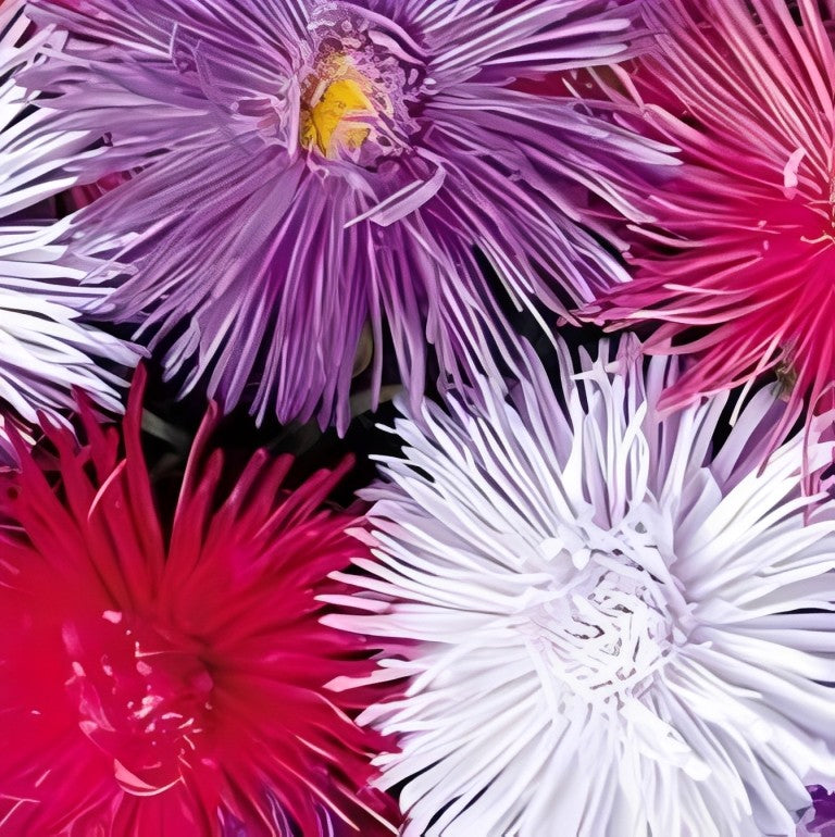 Callistephus chinensis (Zomeraster) - 'Giant Ray Mix'