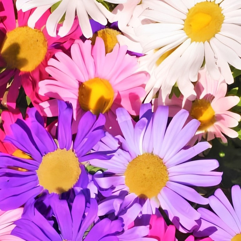 Callistephus chinensis (Zomeraster) - 'Rainbow Single Mix'