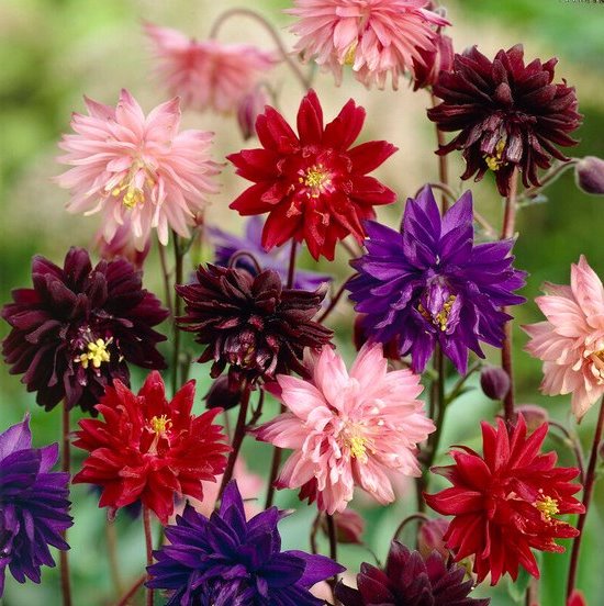 Aquilegia vulgaris - 'Barlow Mix'