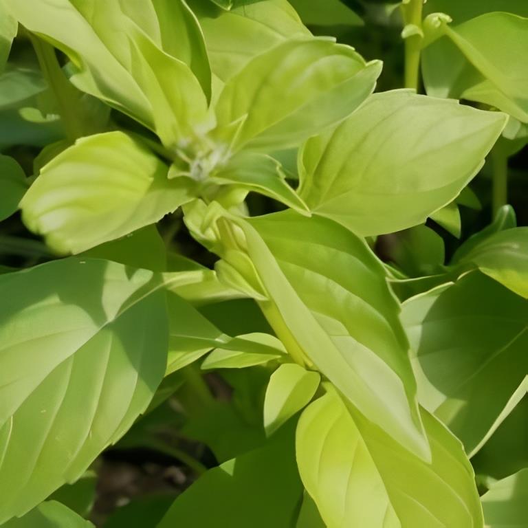 Basilicum - 'Lemonette'