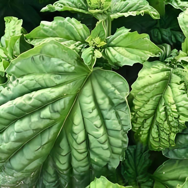 Basilicum - 'Napolitano'