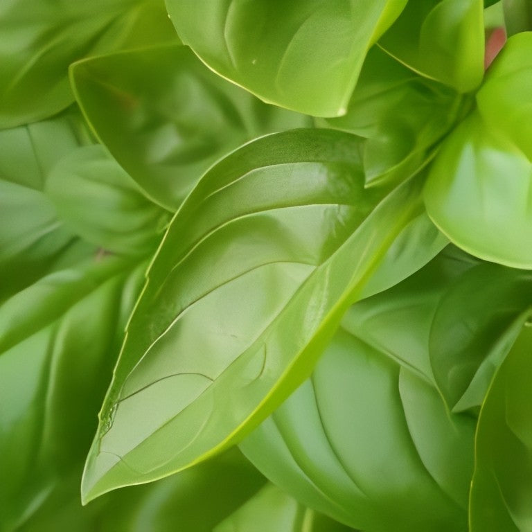 Basilicum - 'Grootbladige'