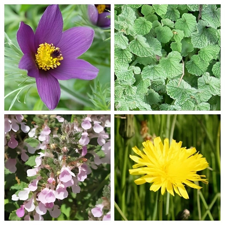 Mix Bedreigde Bloeiers