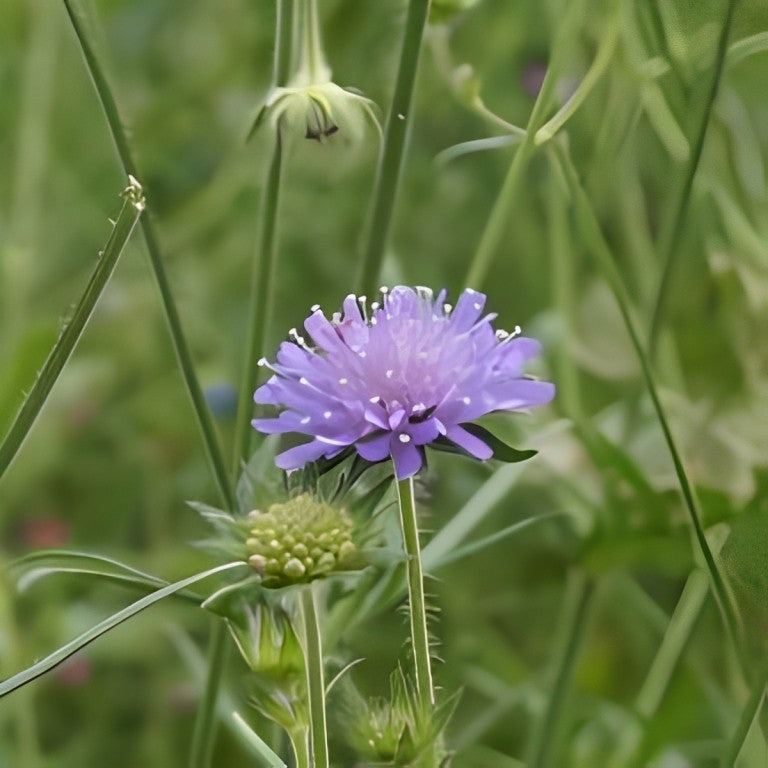 Knautia arvensis (Beemdkroon)