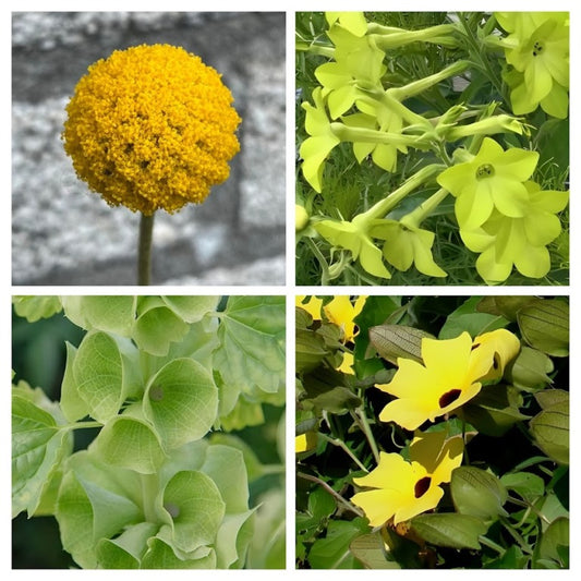 'Beter-in-een-Pot' Pakket