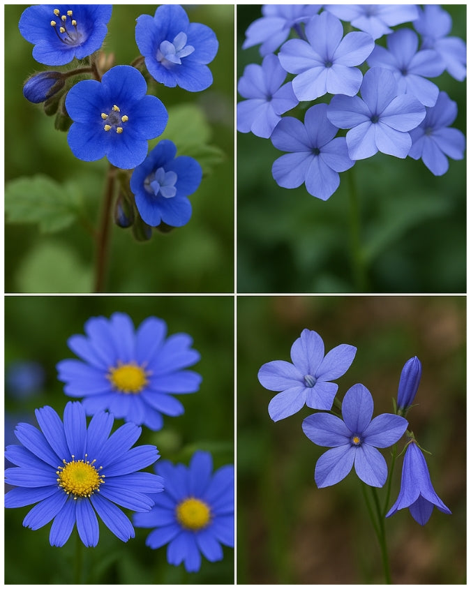 'Beter-in-een-Pot' Pakket 'Blauw'
