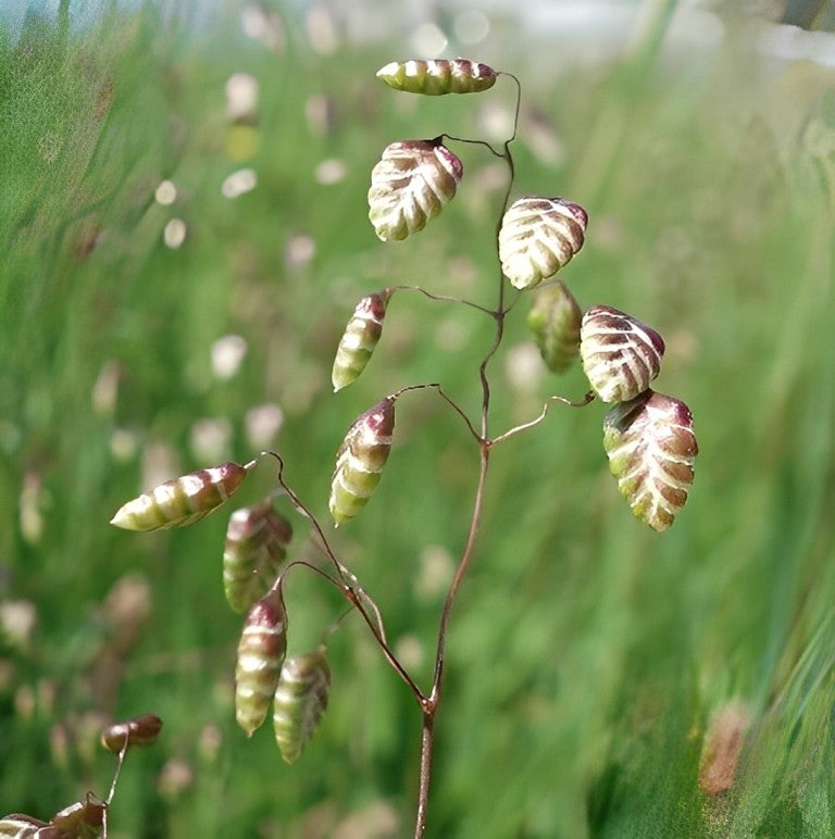 Briza media (Bevertjes)