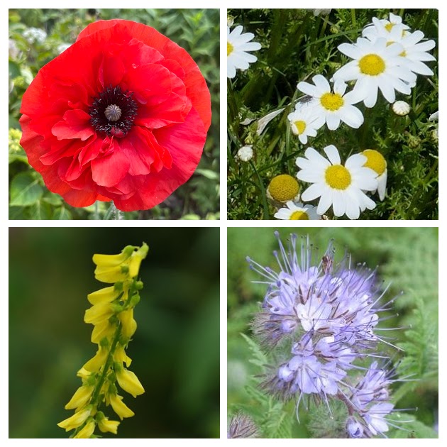 Bijenmengsel Éénjarig (Inheemse Bloemen)