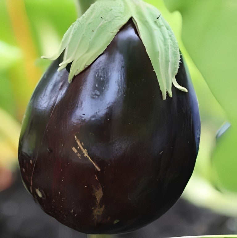 Aubergine - 'Black Beauty'