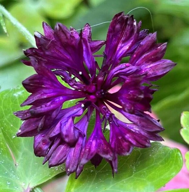 Centaurea cyanus - 'Black Ball'