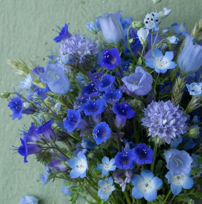 'Beter-in-een-Pot' Pakket 'Blauw'