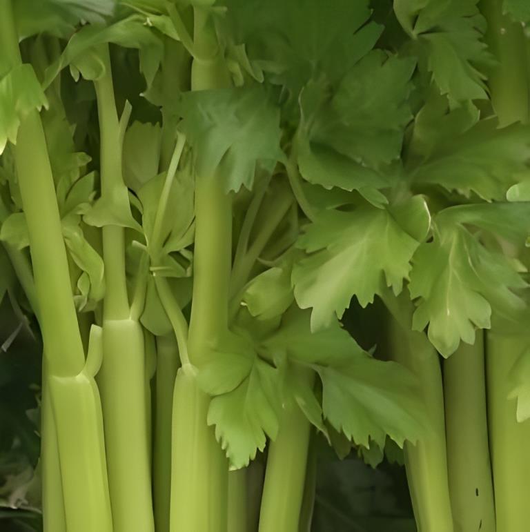 Bleekselderij - 'Pascal'