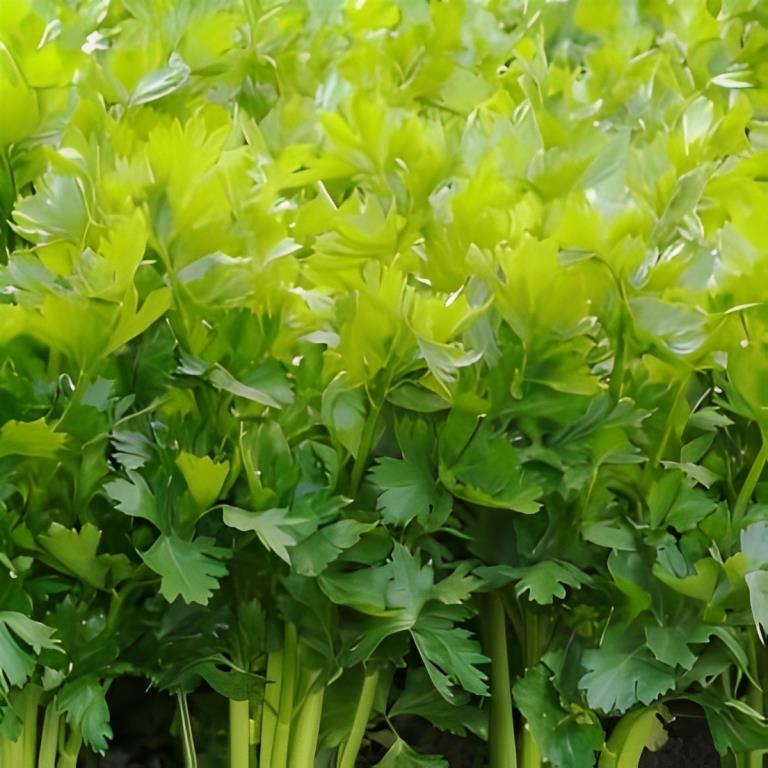 Bleekselderij - 'Tall Utah'