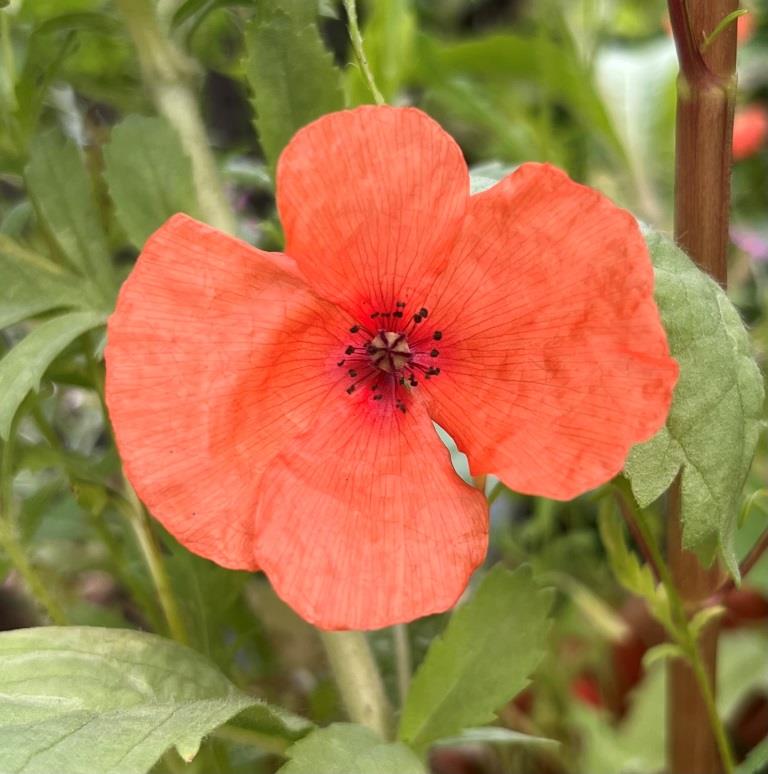 Papaver dubium (Bleke klaproos)