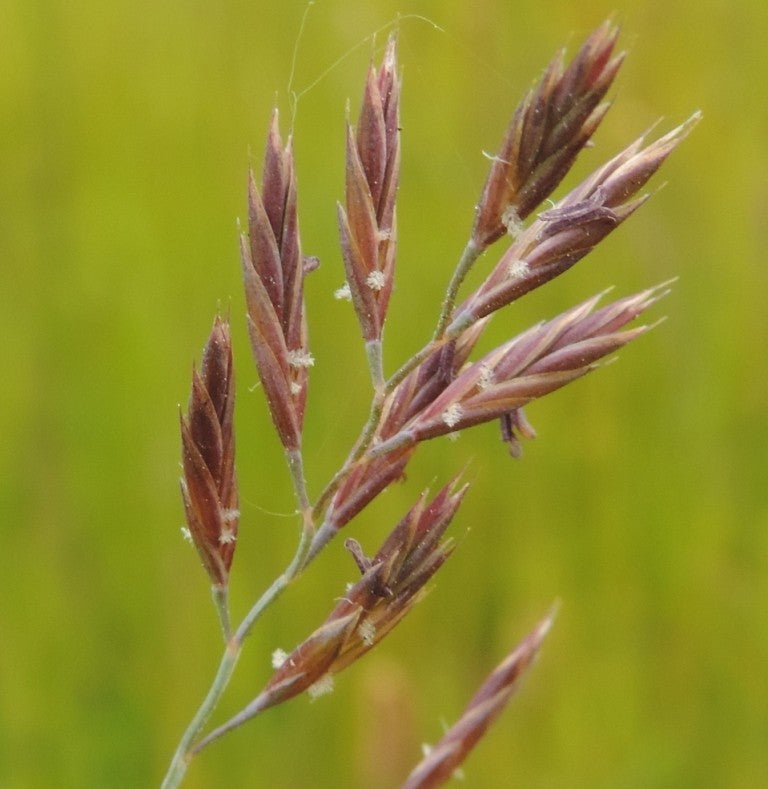 Rood Zwenkgras
