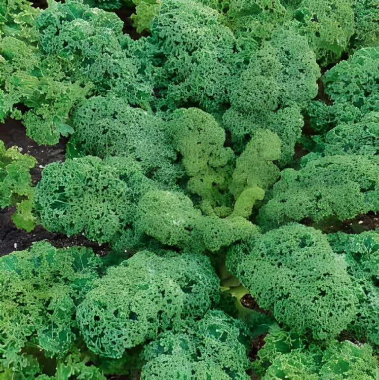 Boerenkool - 'Halbhoher Grüner Krauser'