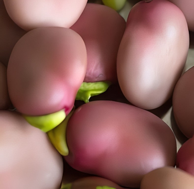 Tuinbonen - 'Karmazyn'