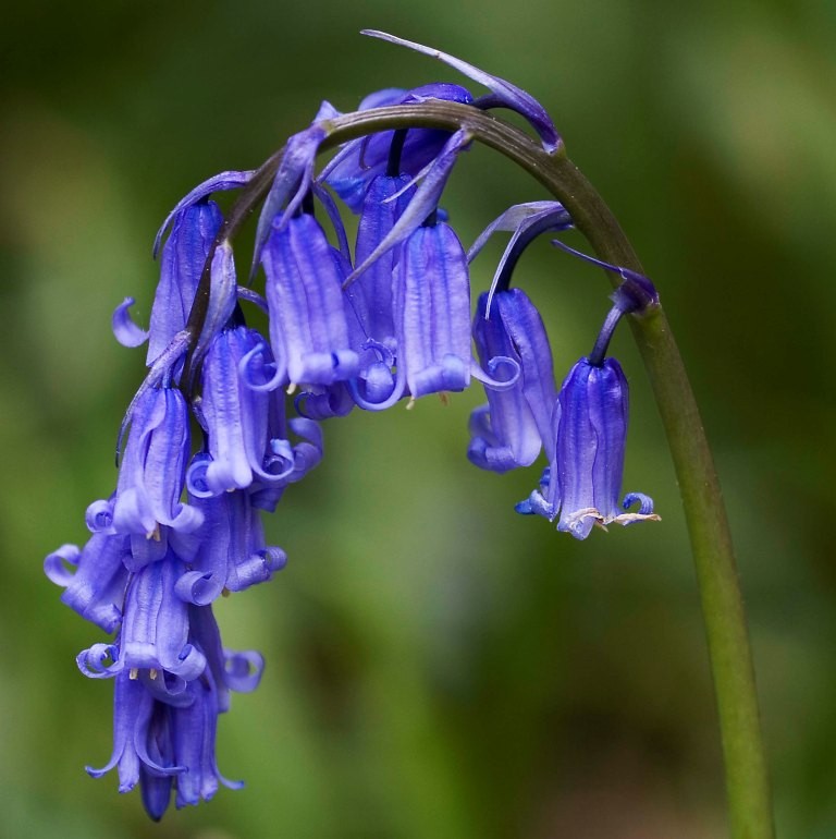 Boshyacint (Hyacinthoides non-scripta)
