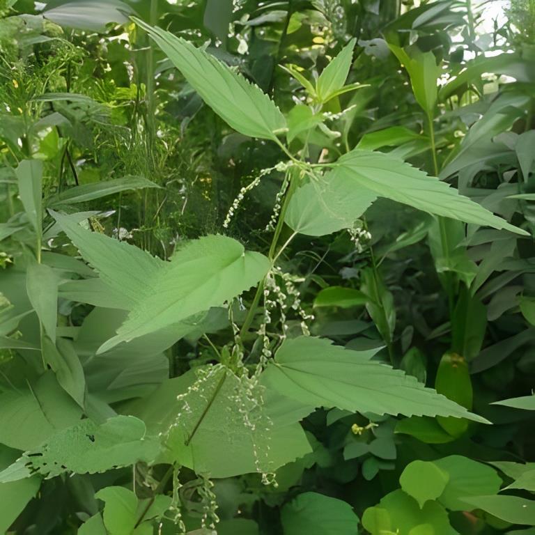 Brandnetel - 'Grote'