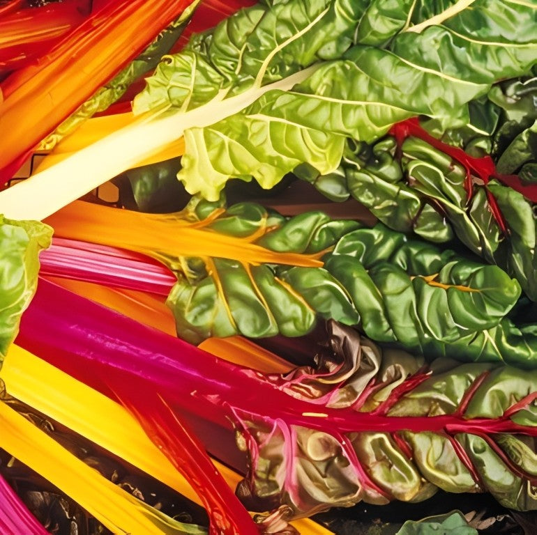 Snijbiet - 'Bright Lights'