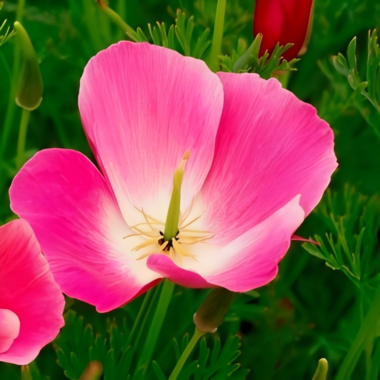 Eschscholtzia californica (Slaapmutsje) - 'Carmine King'