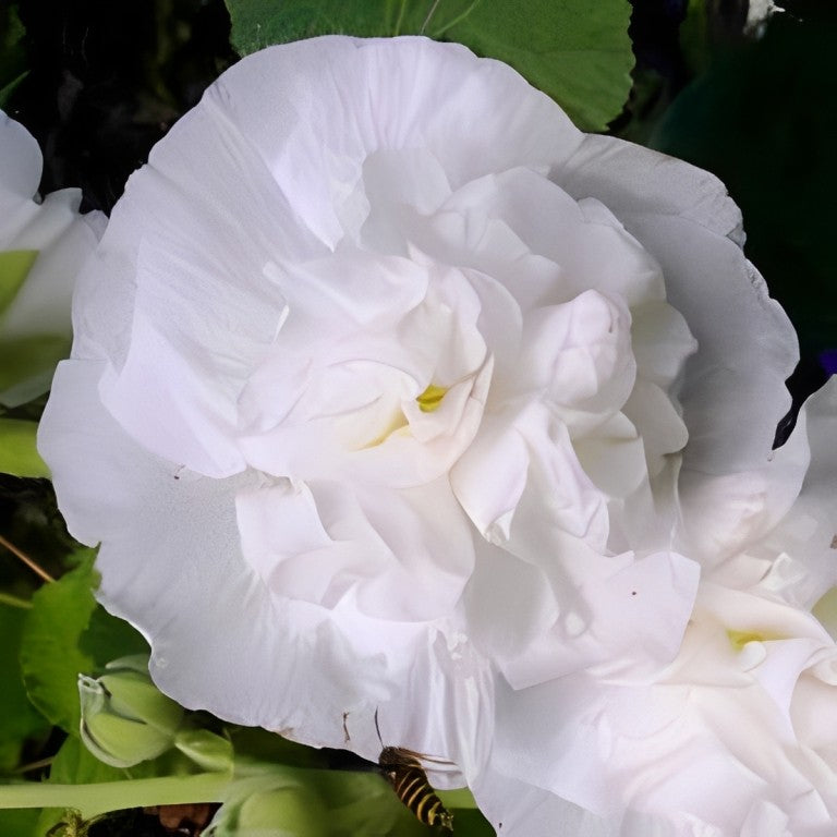 Alcea rosea - 'Chaters Double White'