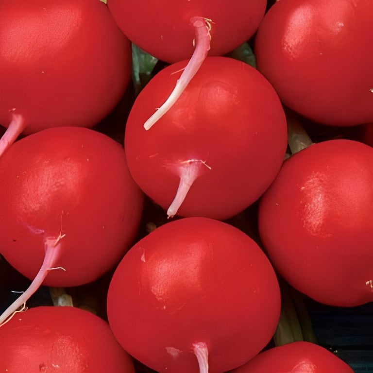 Radijs - 'Cherry Belle'