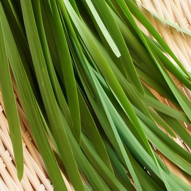 Bieslook - 'Chinese' (Knoflook)