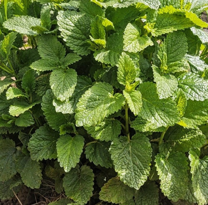 Citroenmelisse - 'Gewone'