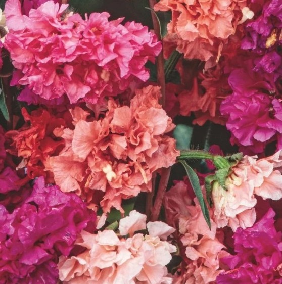 Clarkia ungulculata (Amandelroosje) - 'Double Flowered Mix'